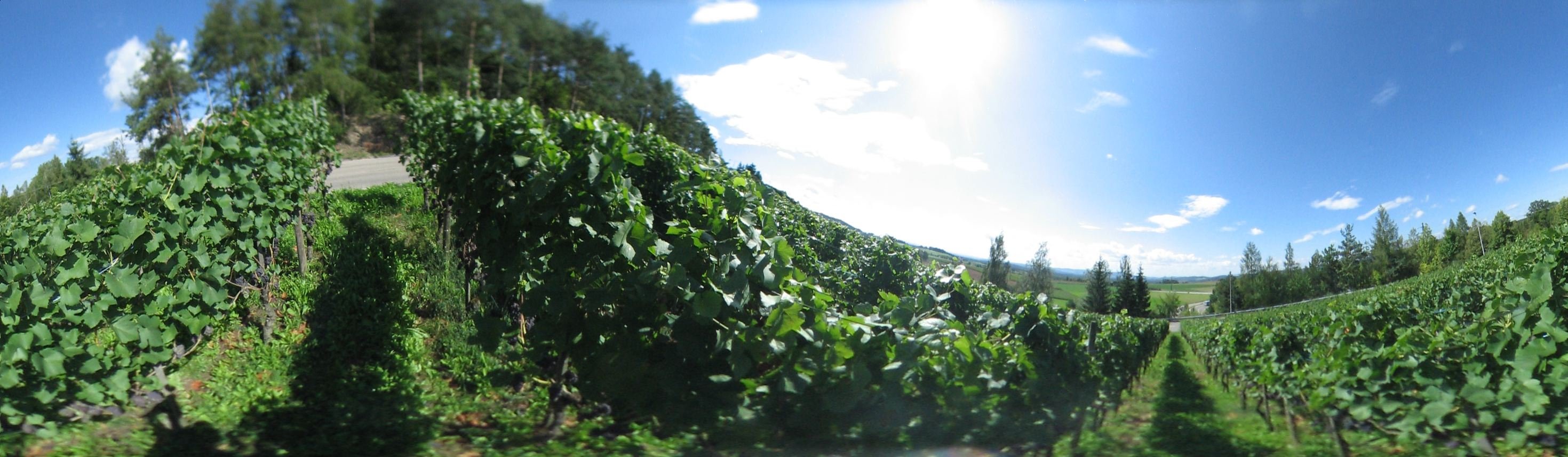 Weinreben in Uhwiesen. Zuercher Weinland.