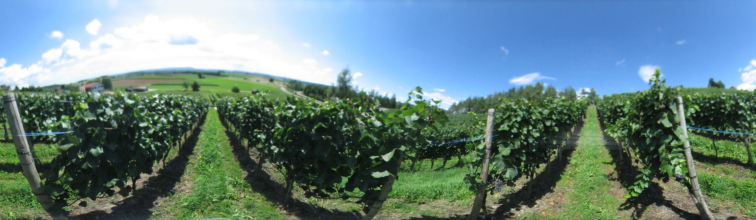 Weinreben in Uhwiesen. Zuercher Weinland.