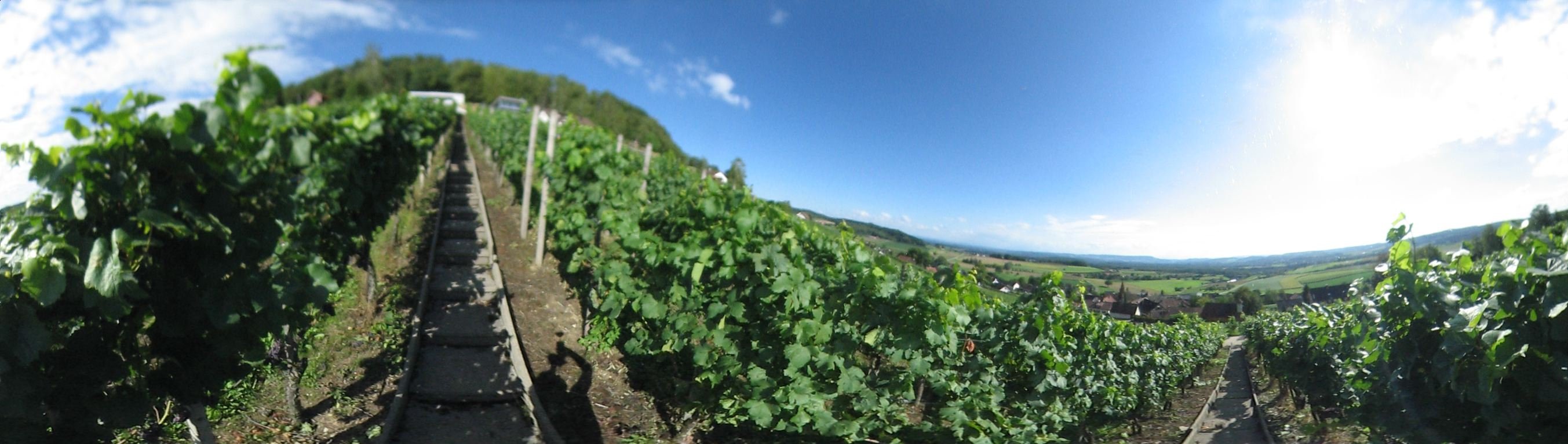 Weinreben in Uhwiesen. Zuercher Weinland.