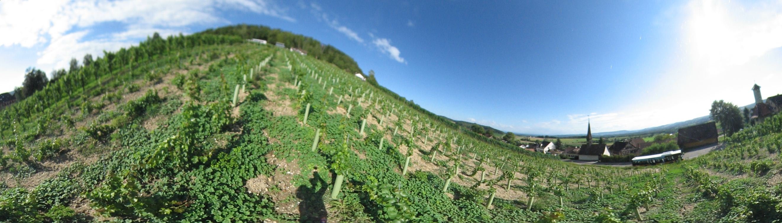 Weinreben in Uhwiesen. Zuercher Weinland.