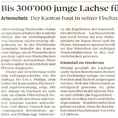 Bis 300000 junge Lachse fuer den Rhein
