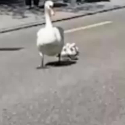 thumbnail swan with 7 kids in Schaffhausen