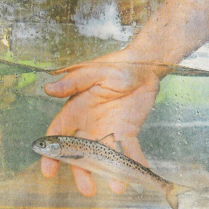 thumbnail End of the Salmon farming at the rheinfalls