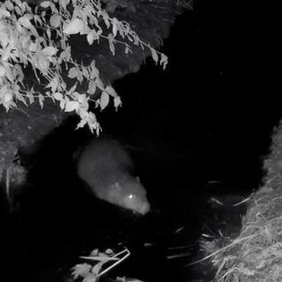 thumbnail Beavers in Benken