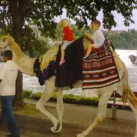 thumbnail Photo of camel riding at the rheinfalls