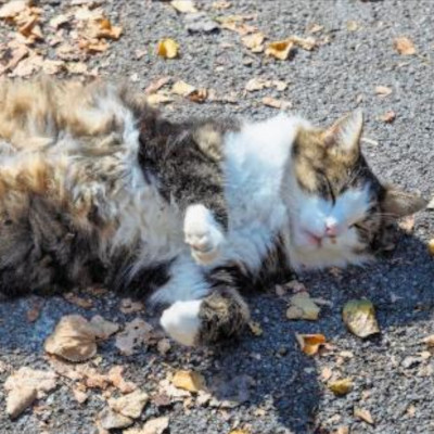 thumbnail High school cat